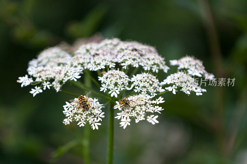 一对食蚜蝇（Myathropa flora）